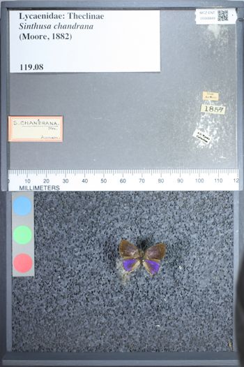 Media type: image;   Entomology 68849